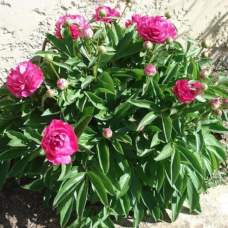 Bed & Breakfast L'oustalet De Sylvie