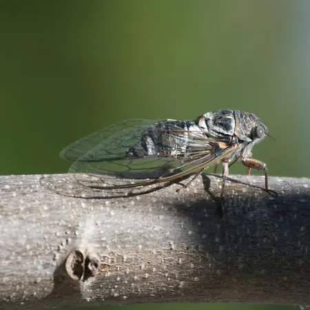 L'oustalet De Sylvie Villeneuve-lès-Avignon